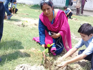 Tree Plantation