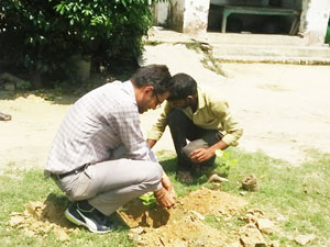 Tree Plantation